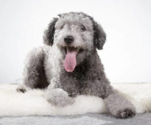 trimming the feet of a pumi