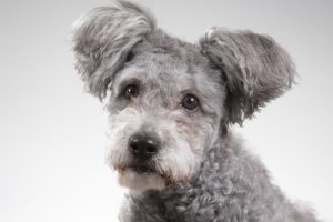 trimming the head of a pumi