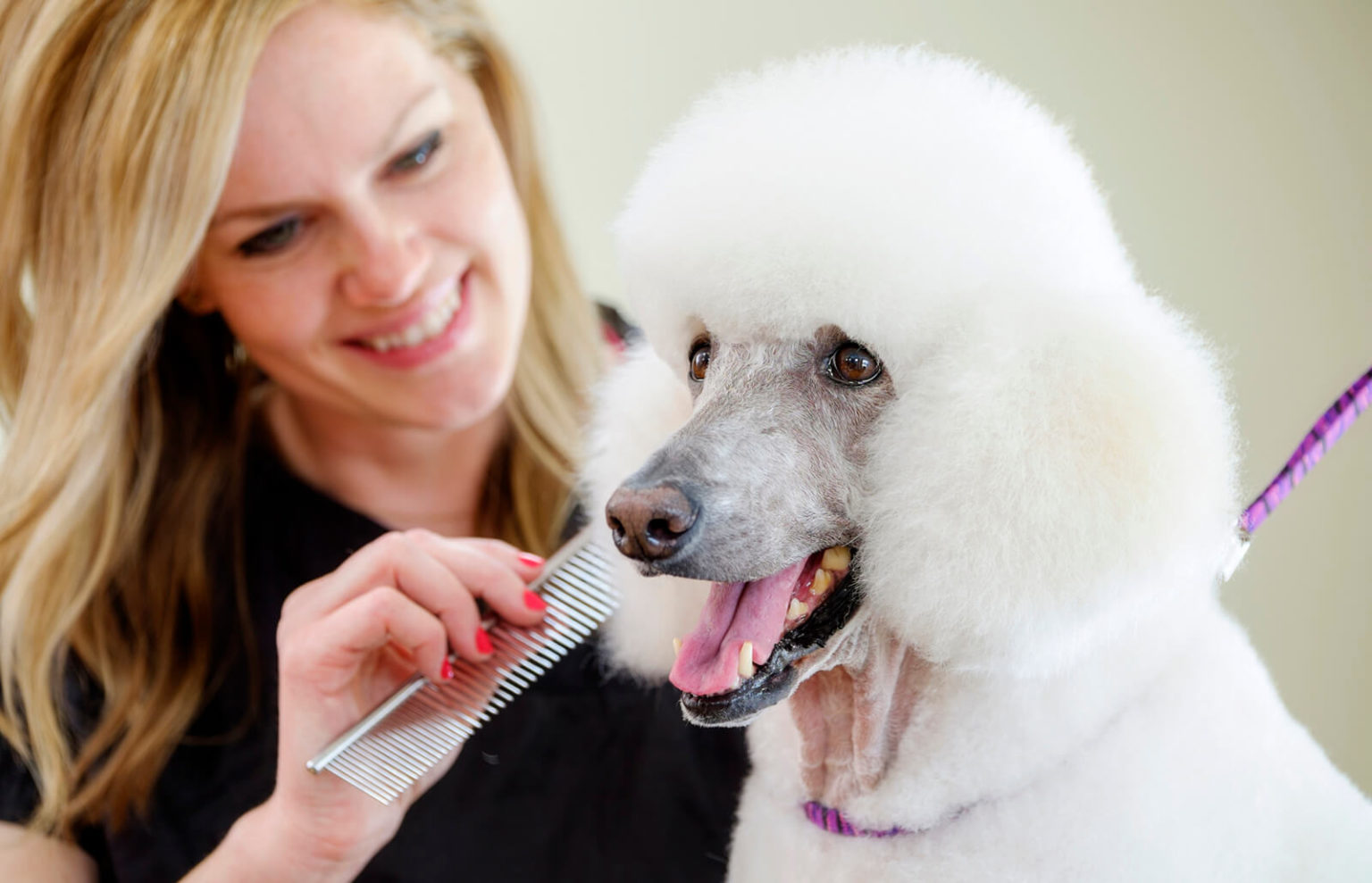 Styling Options for Your Poodle’s Face Dog Grooming Tutorial