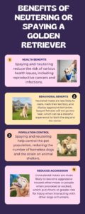 Benefits Of Neutering Or Spaying A Golden Retriever