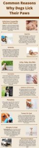 Common Reasons Why Dogs Lick Their Paws