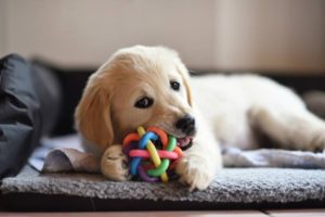 Exercise Needs For A Golden Retriever Puppy