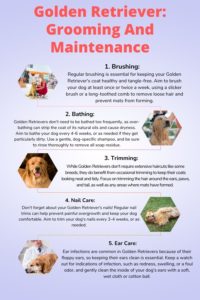 Golden Retriever: Grooming And Maintenance