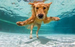 How Much Exercise Does A Golden Retriever Need?