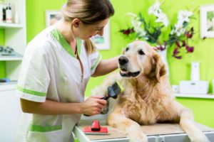 How Often Should You Groom Your Golden Retriever?