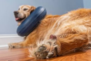 Tips For Preventing Excessive Paw Licking